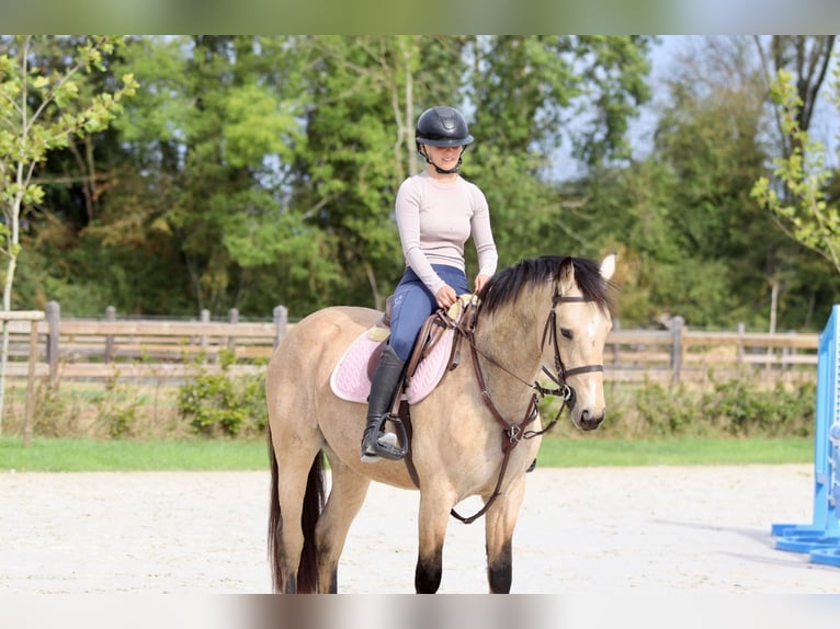 Irish sport horse Merrie 5 Jaar 151 cm Falbe in Bogaarden