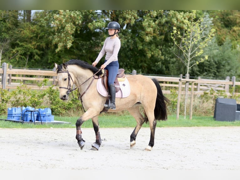 Irish sport horse Merrie 5 Jaar 151 cm Falbe in Bogaarden