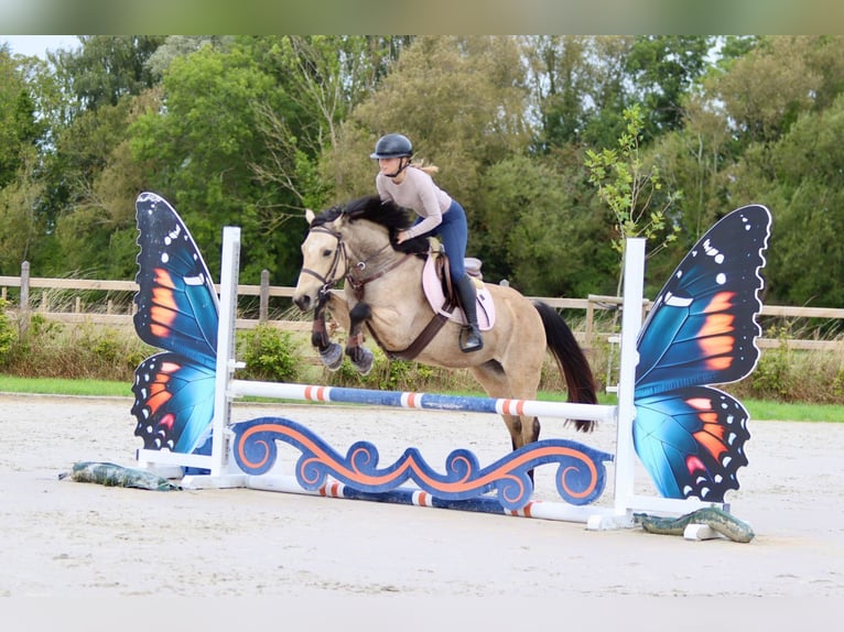 Irish sport horse Merrie 5 Jaar 151 cm Falbe in Bogaarden