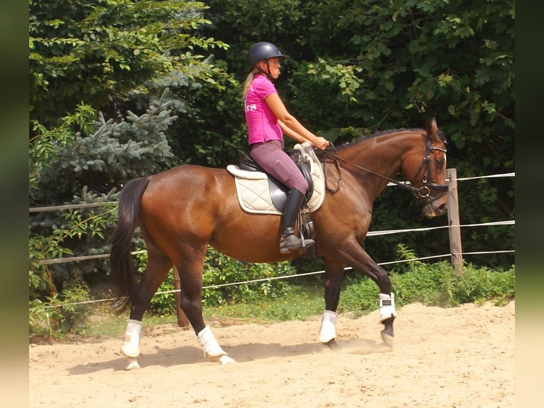 Irish sport horse Merrie 5 Jaar 152 cm Bruin in Velpke