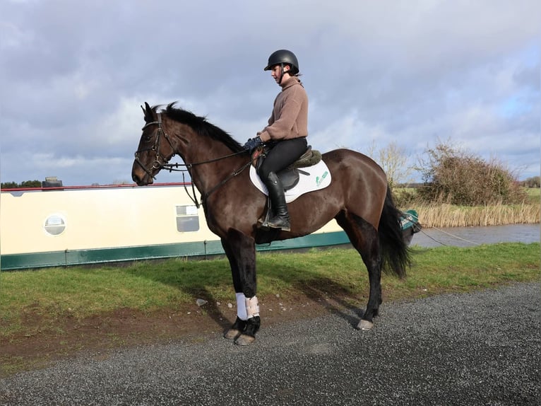 Irish sport horse Merrie 5 Jaar 152 cm Donkerbruin in Dublin