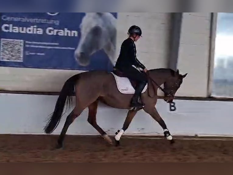 Irish sport horse Merrie 5 Jaar 154 cm Bruin in Detern