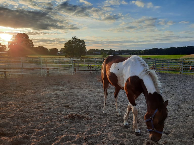 Irish sport horse Mix Merrie 5 Jaar 154 cm Gevlekt-paard in Werlte