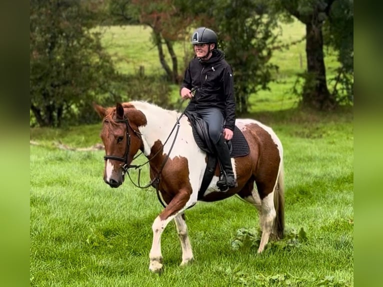 Irish sport horse Merrie 5 Jaar 155 cm Gevlekt-paard in Dublin