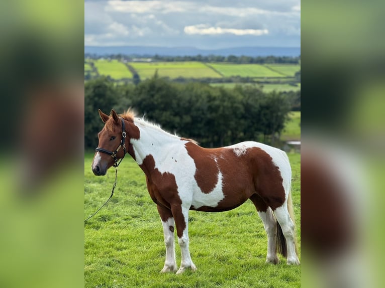 Irish sport horse Merrie 5 Jaar 155 cm Gevlekt-paard in Dublin