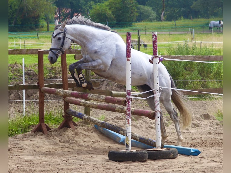 Irish sport horse Merrie 5 Jaar 156 cm Blauwschimmel in Uelsen