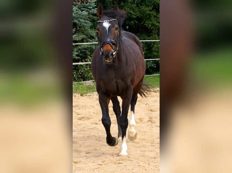 Irish sport horse Merrie 5 Jaar 158 cm Donkerbruin in Velpke