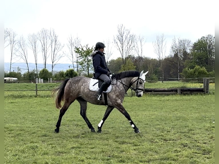 Irish sport horse Merrie 5 Jaar 158 cm Falbe in Pähl
