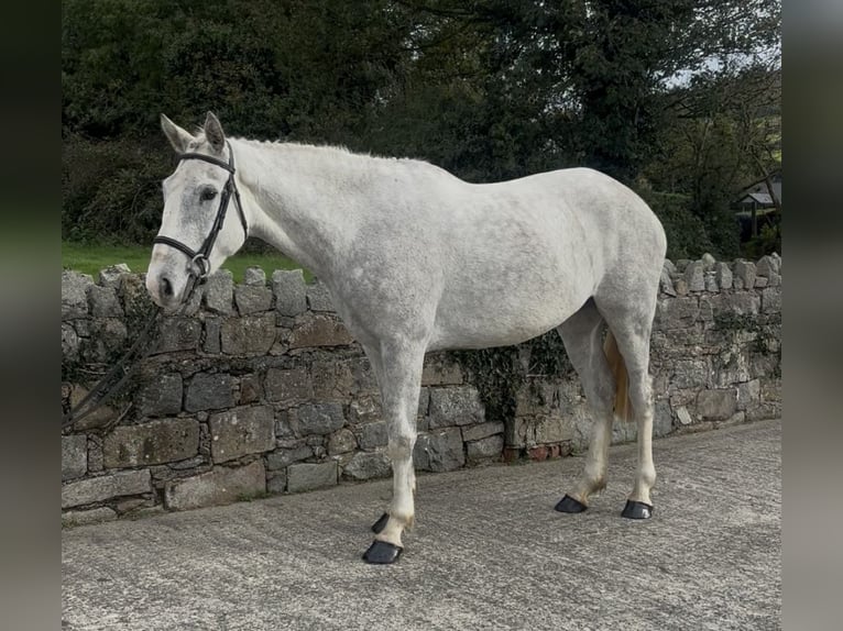 Irish sport horse Merrie 5 Jaar 158 cm Schimmel in Down