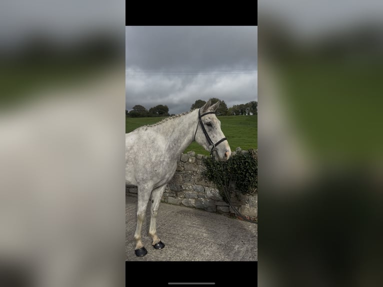 Irish sport horse Merrie 5 Jaar 158 cm Schimmel in Down