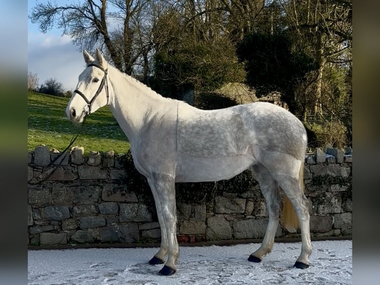 Irish sport horse Merrie 5 Jaar 158 cm Schimmel in Down