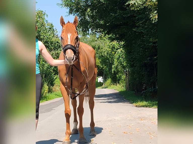 Irish sport horse Merrie 5 Jaar 158 cm Vos in Lage