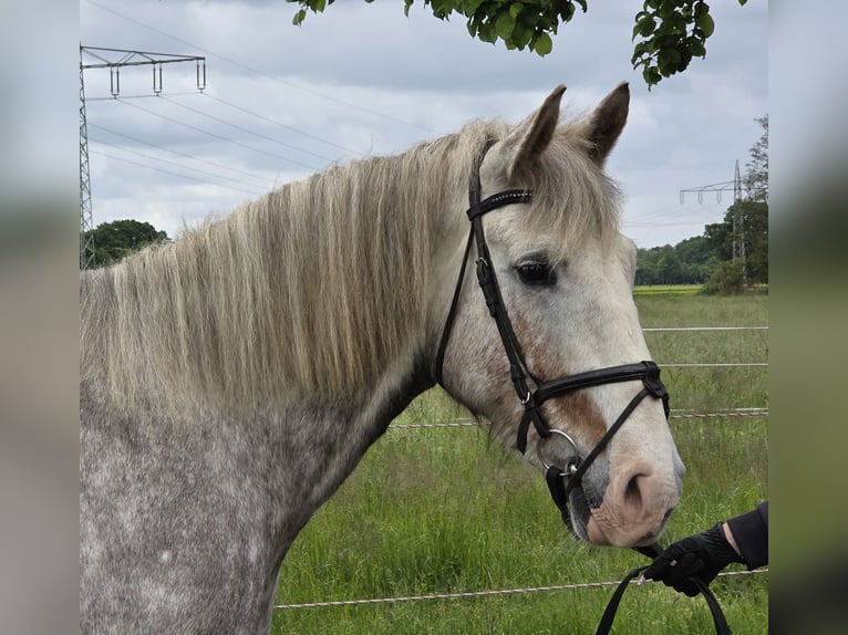 Irish sport horse Merrie 5 Jaar 159 cm Appelschimmel in Wachtendonk