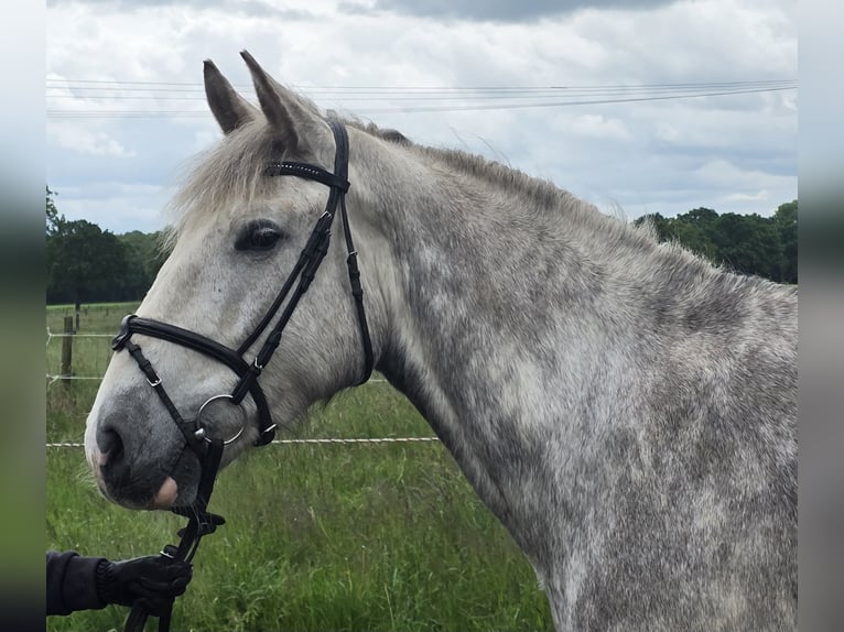 Irish sport horse Merrie 5 Jaar 159 cm Appelschimmel in Wachtendonk
