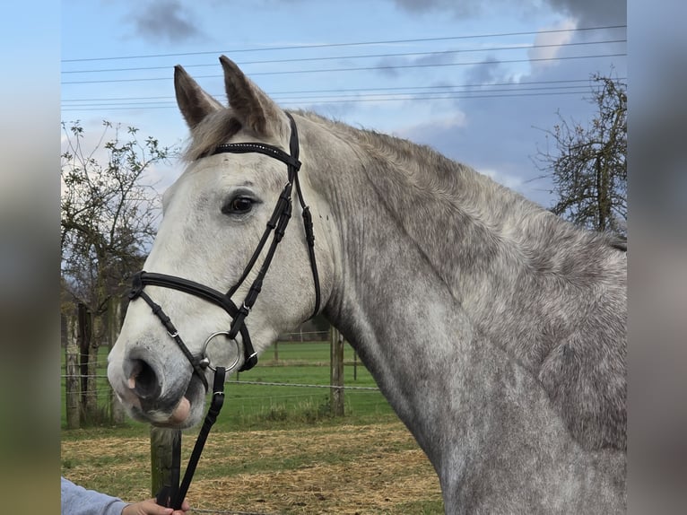 Irish sport horse Merrie 5 Jaar 159 cm Appelschimmel in Wachtendonk