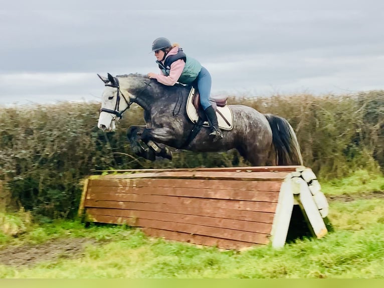 Irish sport horse Merrie 5 Jaar 160 cm Appelschimmel in Mountrath