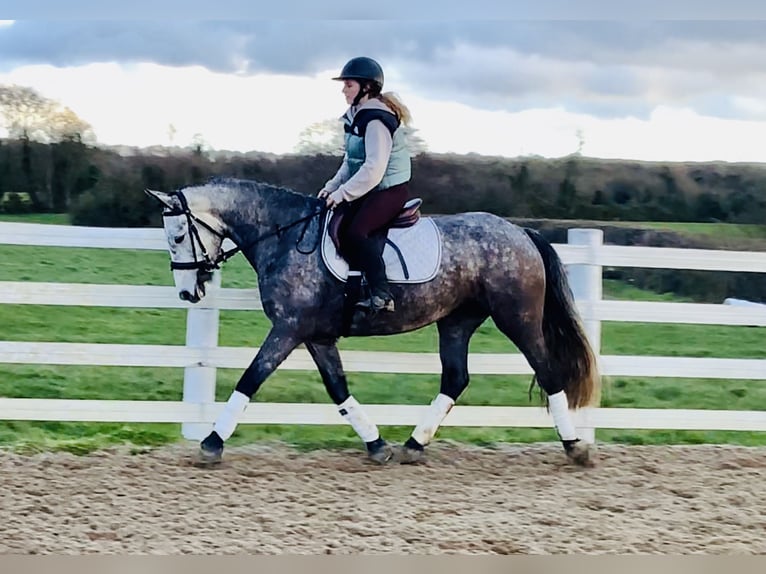 Irish sport horse Merrie 5 Jaar 160 cm Appelschimmel in Mountrath