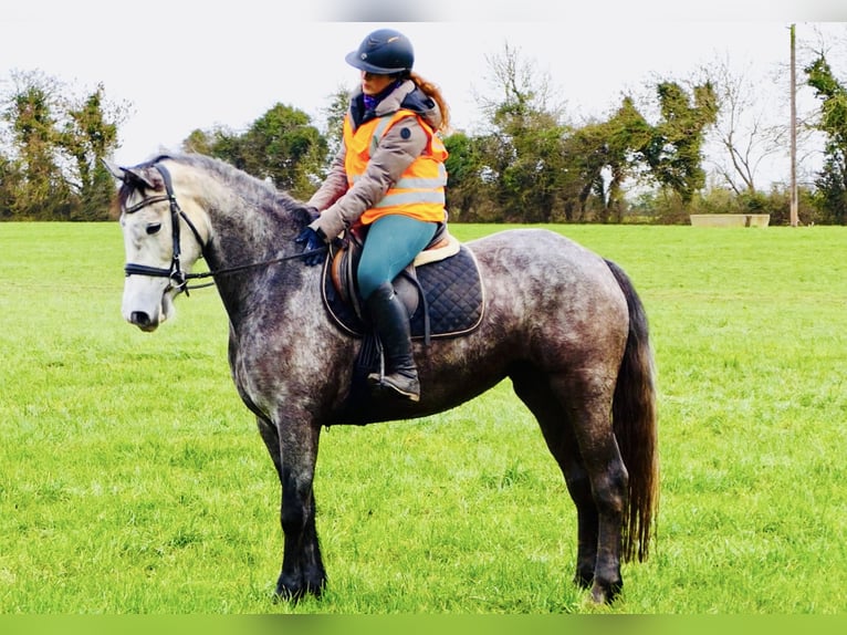 Irish sport horse Merrie 5 Jaar 160 cm Appelschimmel in Mountrath