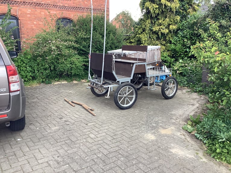Irish sport horse Merrie 5 Jaar 160 cm Bruin in Schellerten