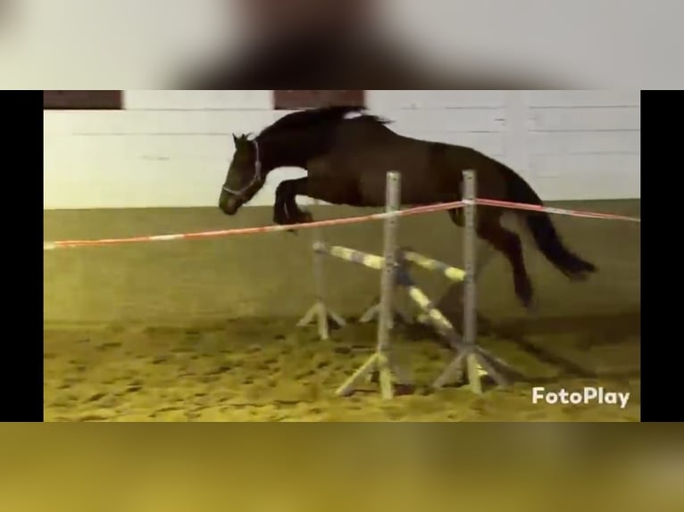 Irish sport horse Merrie 5 Jaar 160 cm Bruin in Niederzier