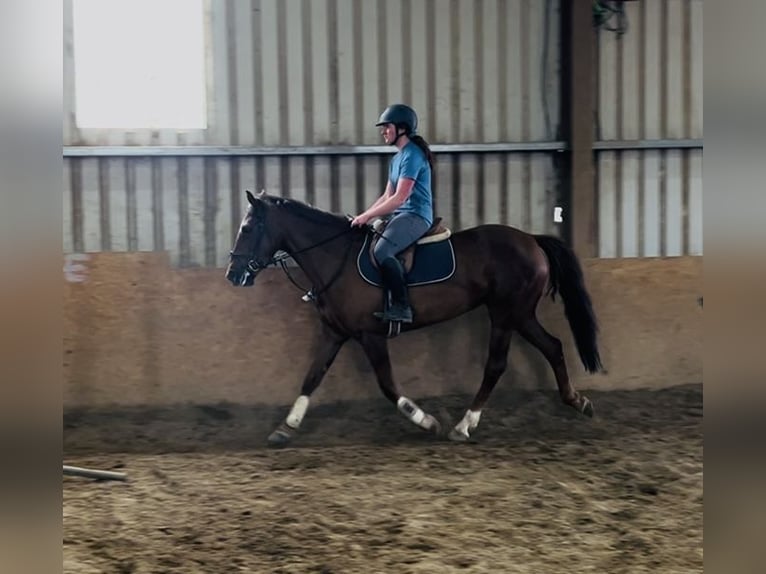 Irish sport horse Merrie 5 Jaar 160 cm Donkere-vos in Sligo