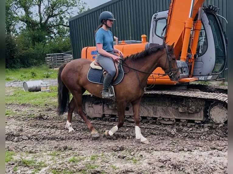 Irish sport horse Merrie 5 Jaar 160 cm Donkere-vos in Sligo