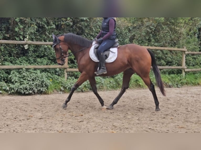 Irish sport horse Merrie 5 Jaar 162 cm Bruin in Nettetal