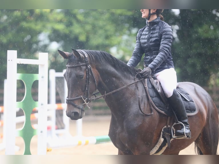 Irish sport horse Merrie 5 Jaar 163 cm Roodbruin in Sligo