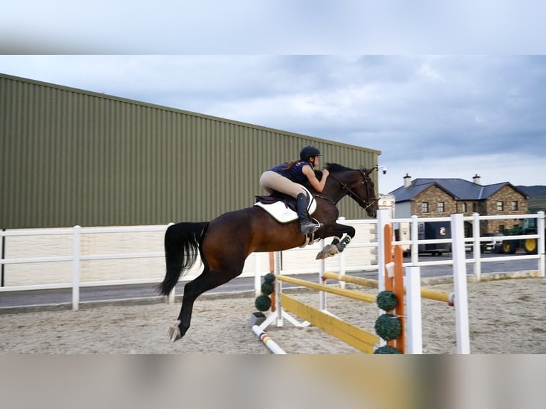 Irish sport horse Merrie 5 Jaar 163 cm Roodbruin in Sligo