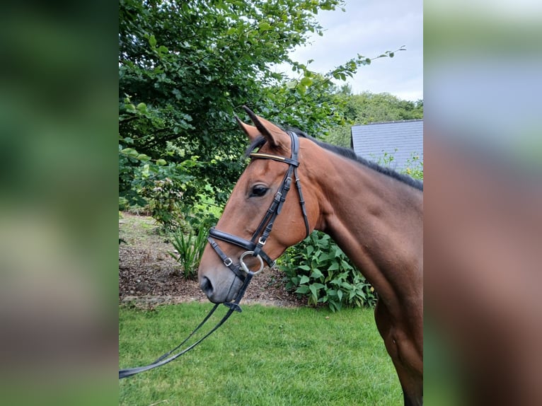 Irish sport horse Merrie 5 Jaar 163 cm Roodbruin in Westmeath