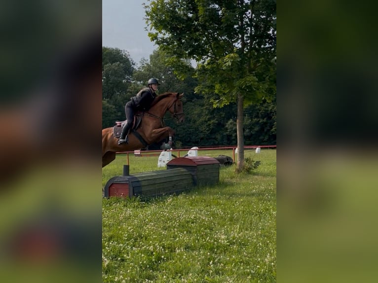 Irish sport horse Merrie 5 Jaar 163 cm Vos in Quedlinburg