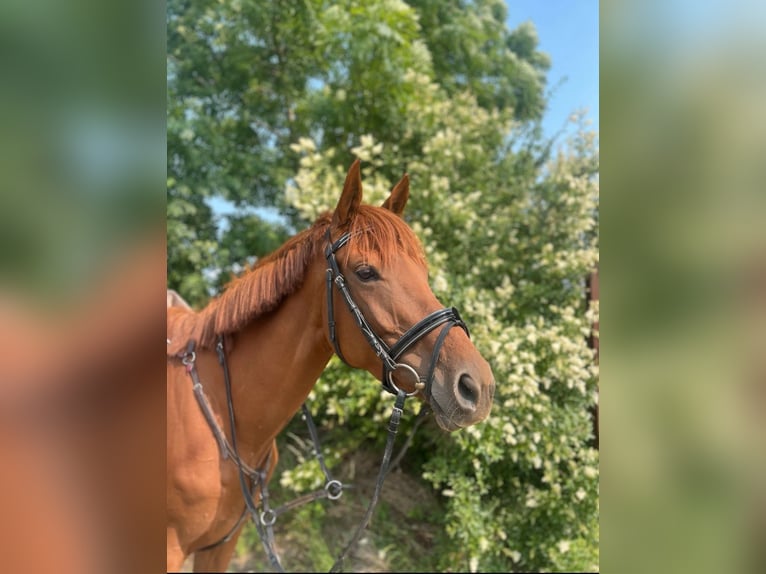 Irish sport horse Merrie 5 Jaar 163 cm Vos in Quedlinburg