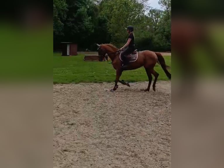 Irish sport horse Merrie 5 Jaar 163 cm Vos in Quedlinburg