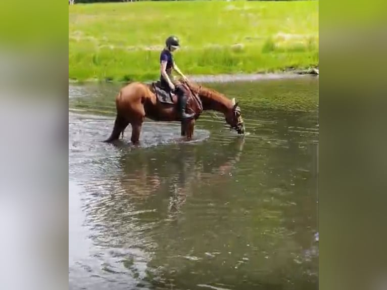 Irish sport horse Merrie 5 Jaar 163 cm Vos in Quedlinburg