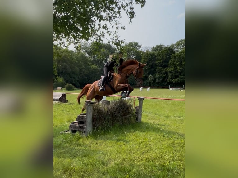 Irish sport horse Merrie 5 Jaar 163 cm Vos in Quedlinburg