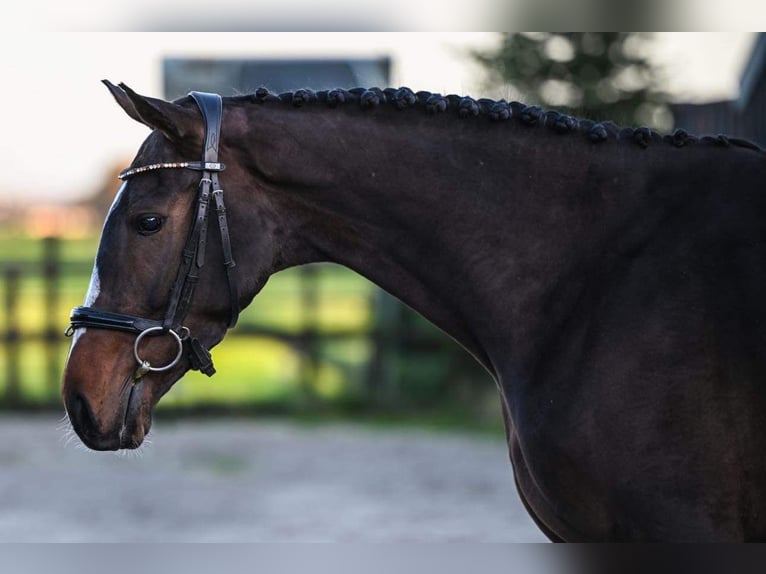 Irish sport horse Merrie 5 Jaar 163 cm Zwartbruin in Vaassen