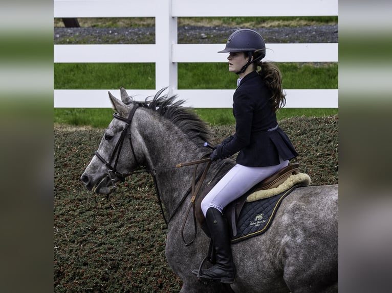 Irish sport horse Merrie 5 Jaar 164 cm Schimmel in Belmont
