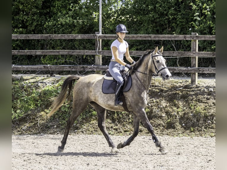 Irish sport horse Merrie 5 Jaar 164 cm Schimmel in Belmont
