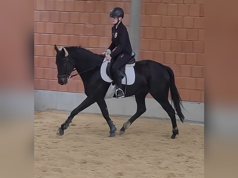 Irish sport horse Merrie 5 Jaar 164 cm Zwart in Lage