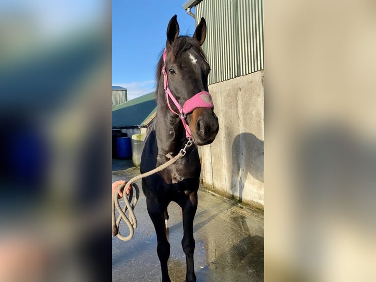 Irish sport horse Merrie 5 Jaar 165 cm Brauner in Sligo