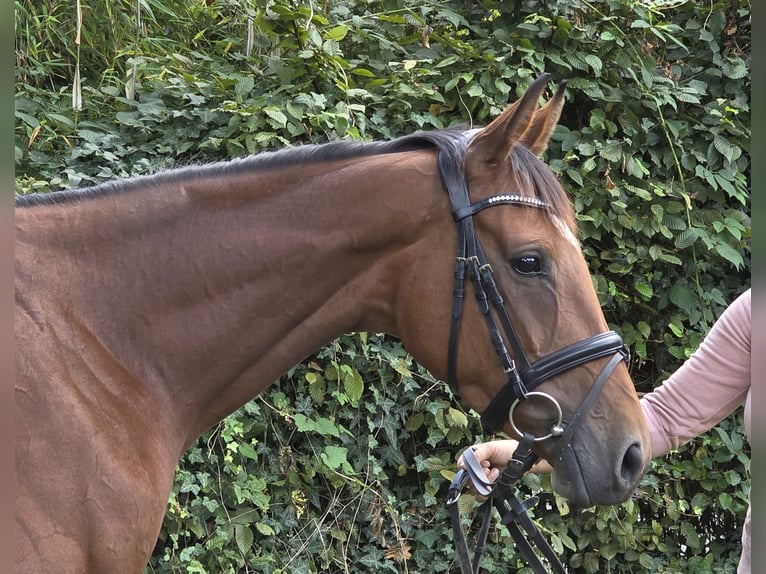 Irish sport horse Merrie 5 Jaar 165 cm Bruin in Wachtendonk