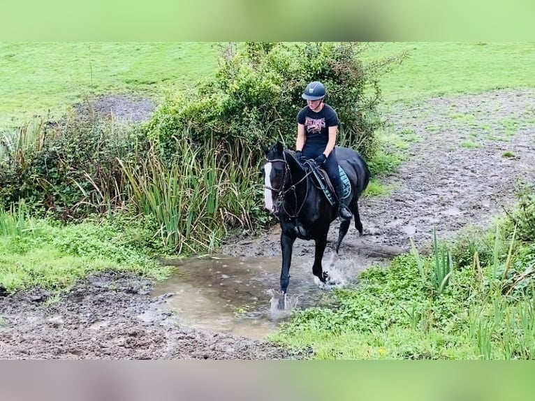 Irish sport horse Merrie 5 Jaar 165 cm Zwart in Sligo