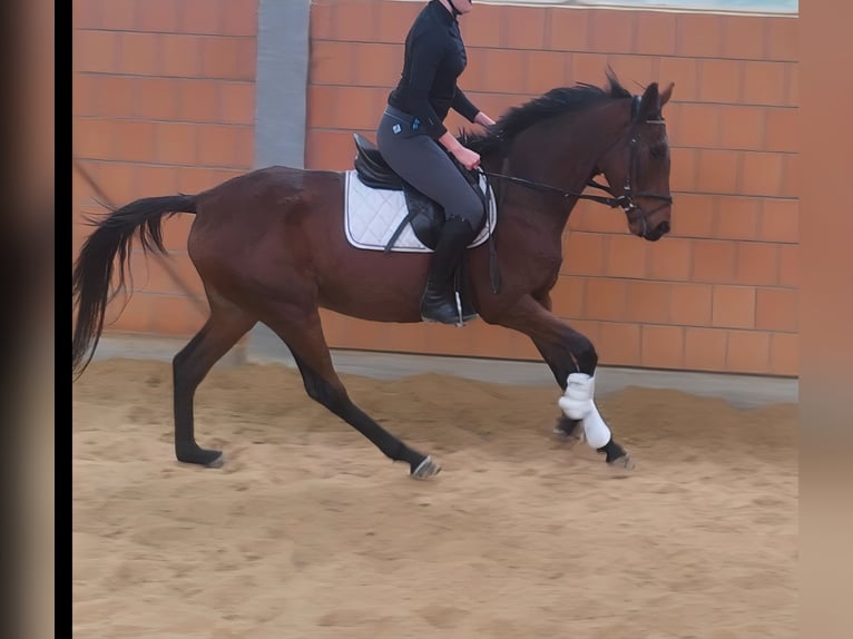 Irish sport horse Merrie 5 Jaar 168 cm Bruin in Lage