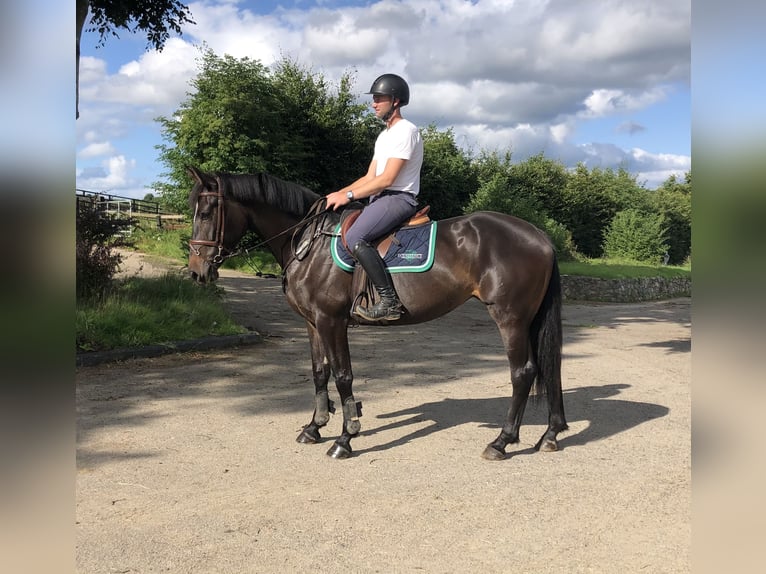 Irish sport horse Merrie 5 Jaar 168 cm Donkerbruin in Gorey