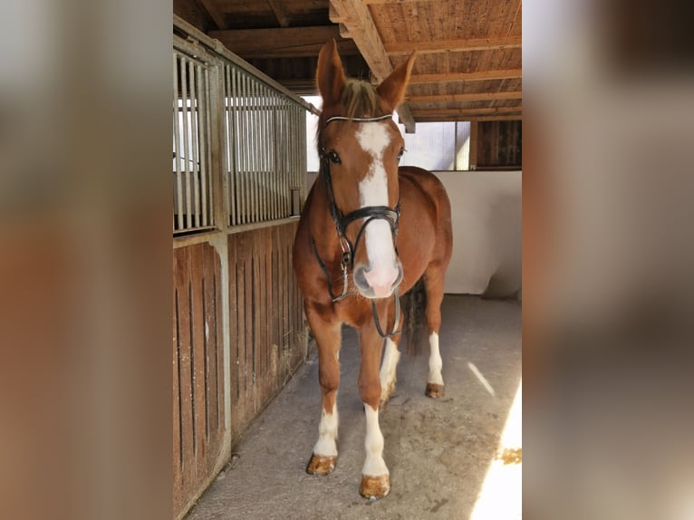 Irish sport horse Merrie 5 Jaar 170 cm Donkere-vos in Gummern