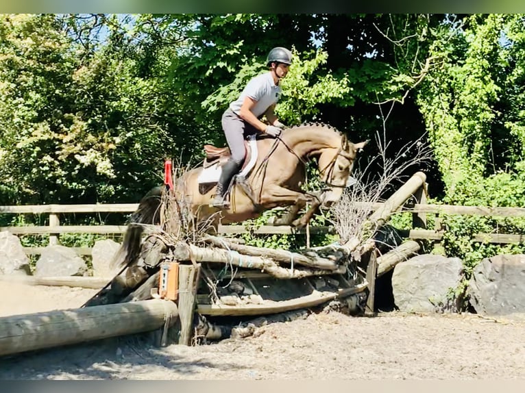 Irish sport horse Merrie 5 Jaar Buckskin in Ardlea