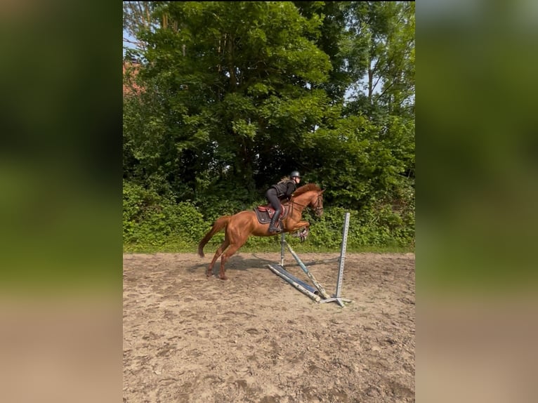 Irish sport horse Merrie 5 Jaar Vos in Quedlinburg