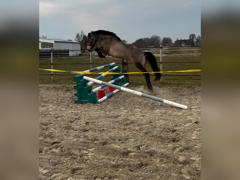 Irish sport horse Merrie 6 Jaar 146 cm Falbe in Ottenhöfen im Schwarzwald