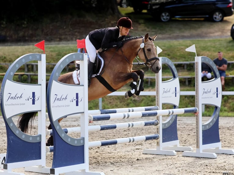 Irish sport horse Merrie 6 Jaar 146 cm Falbe in Ottenhöfen im Schwarzwald