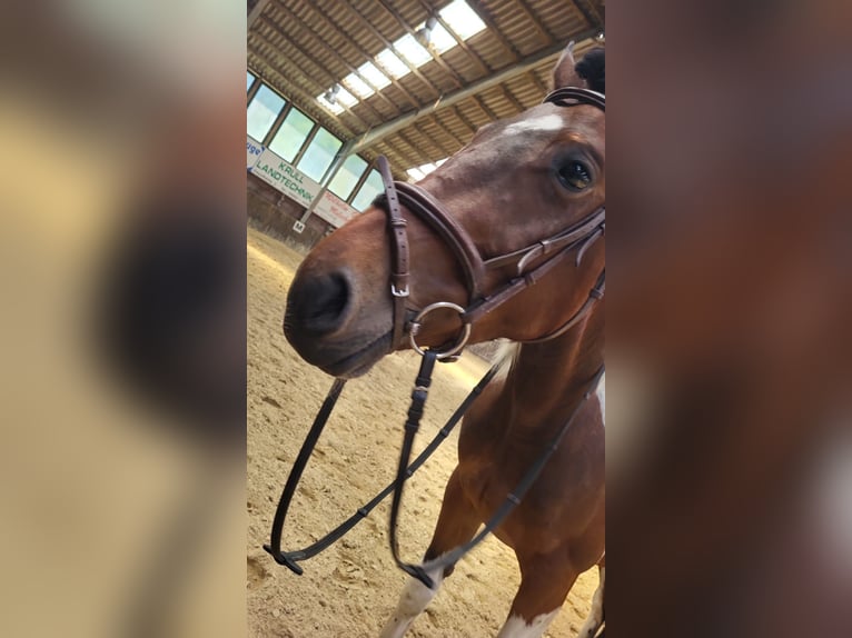 Irish sport horse Merrie 6 Jaar 152 cm Gevlekt-paard in Werlte